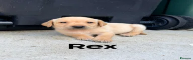 Rex 