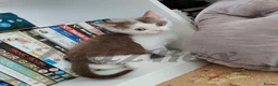 Mixed Breed cats for sale: Devon Rex x BSH kitten looking for a special home - Advert 3