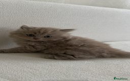 British Shorthair cats for sale: British shorthair/British longhair kittens 🐾  - Image 6