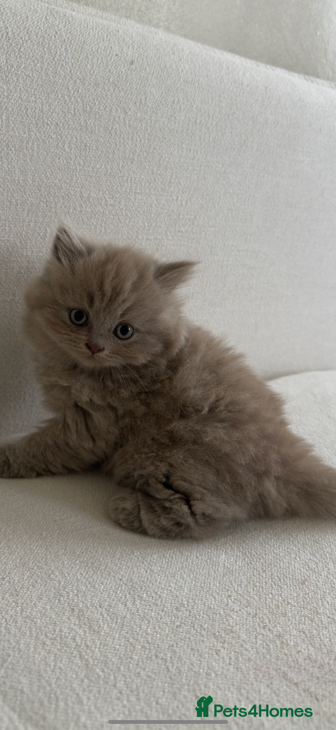 British Shorthair cats for sale: British shorthair/British longhair kittens 🐾  - Image 6