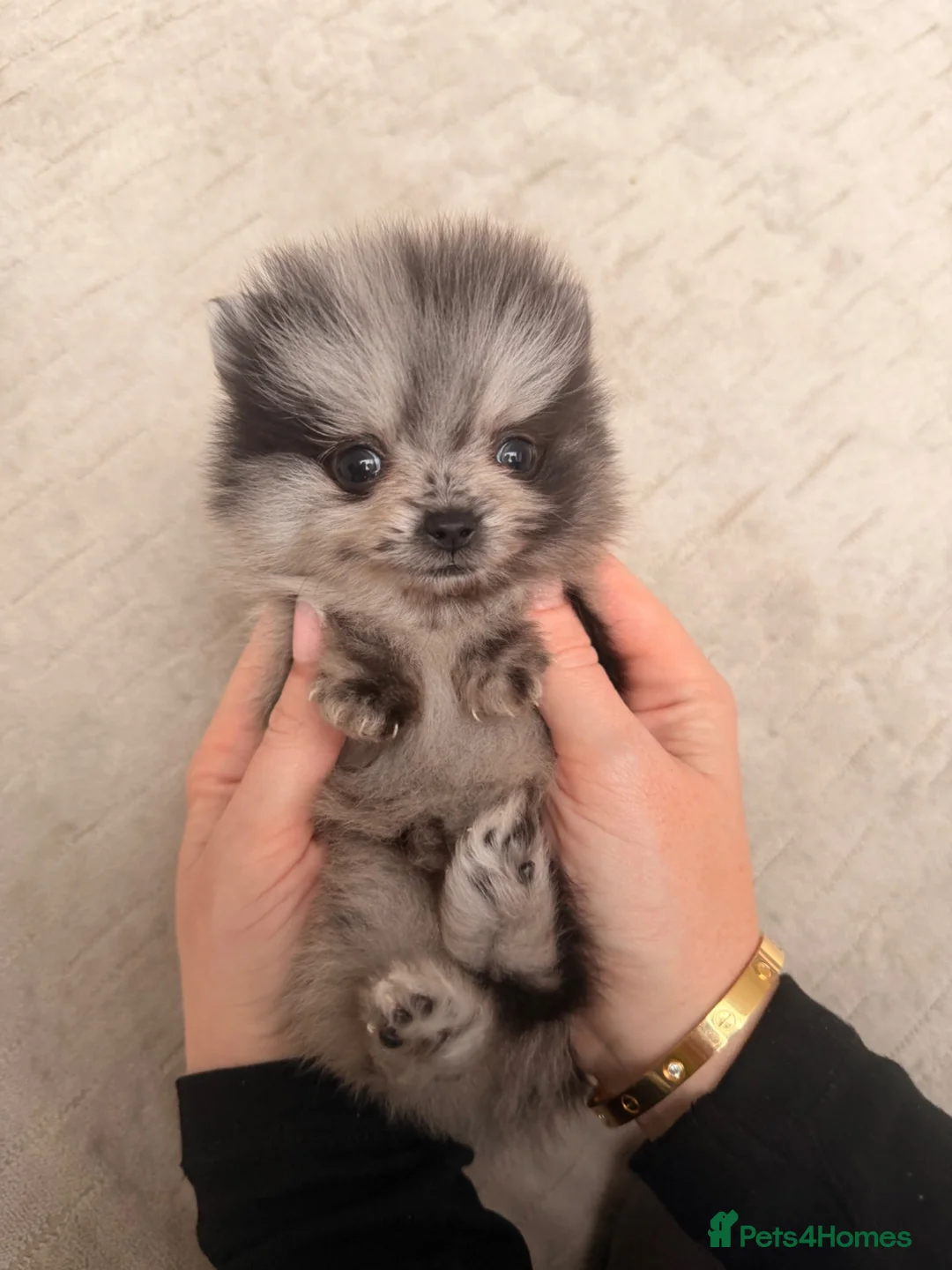 Pomeranian dogs for sale: Very small pomeranians Merle black and white pups - Advert 16