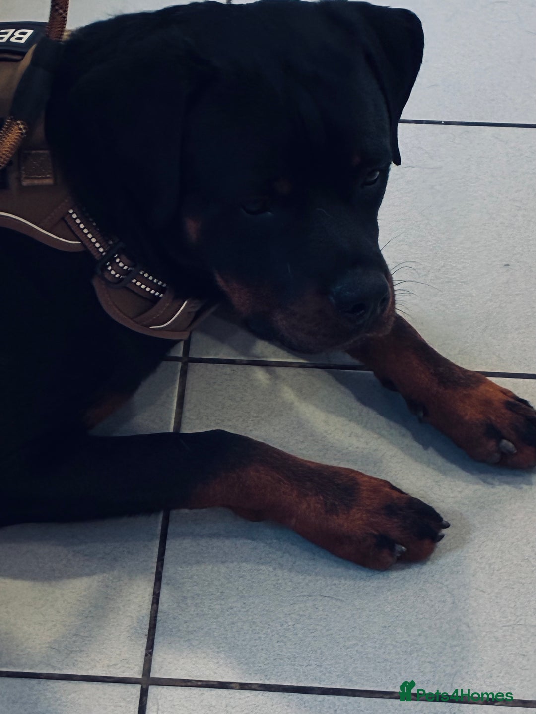 Rottweiler dogs for sale: My Rottweiler Bear - Advert 8