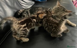 Mixed Breed cats for sale: Beautiful full marble/stripy kittens - Image 4