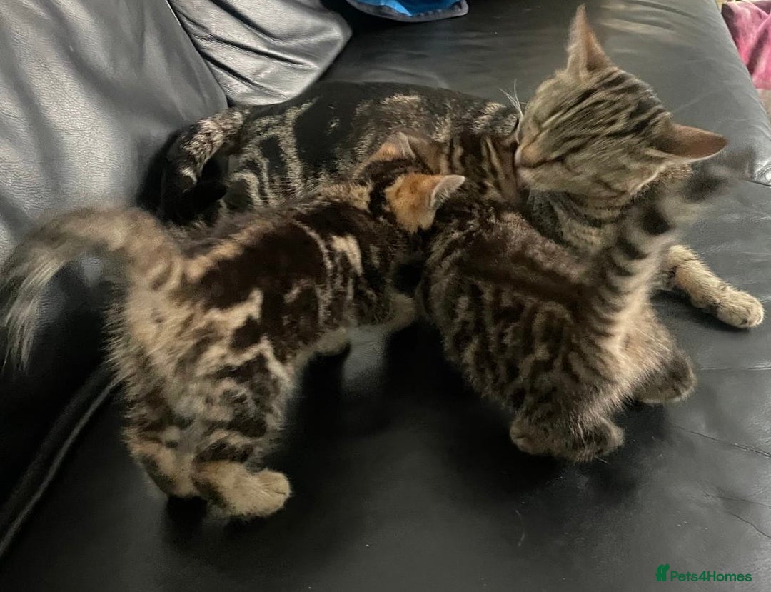 Mixed Breed cats for sale: Beautiful full marble/stripy kittens - Image 4