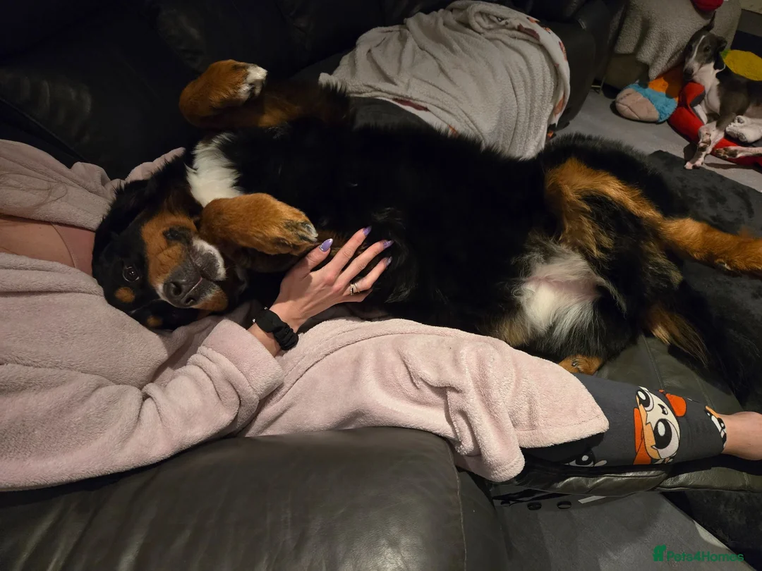 Bernese Mountain Dog dogs for sale: Bernese mountain dog (Bess). in Liverpool - Advert 2