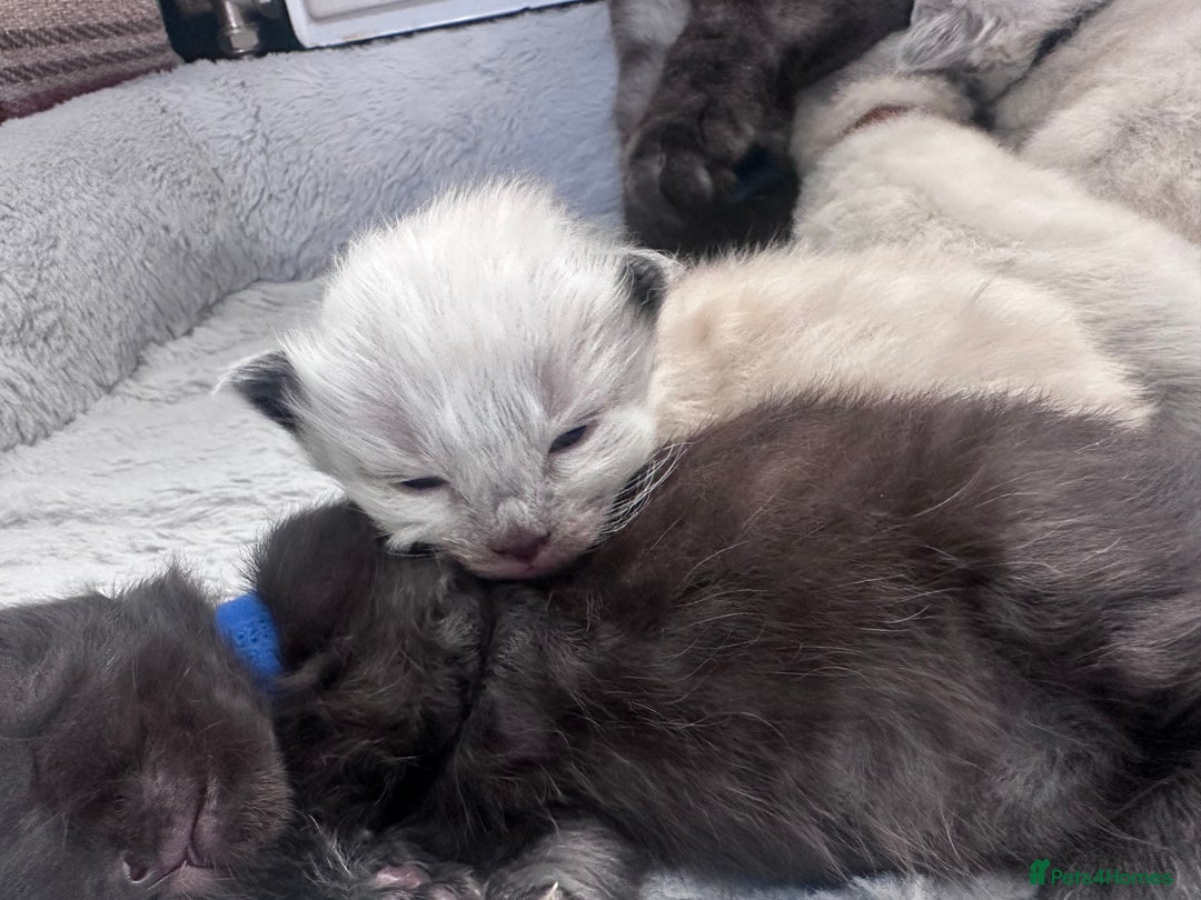 Siberian cats for sale: Full Siberian Litter. Quick sales before holiday - Image 26