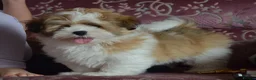 Lhasa Apso dogs for sale: Home bred stunning male Lhasa Apso - Advert 11