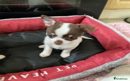 Chihuahua dogs for sale: Chihuahua Puppies For Sale - Advert 10