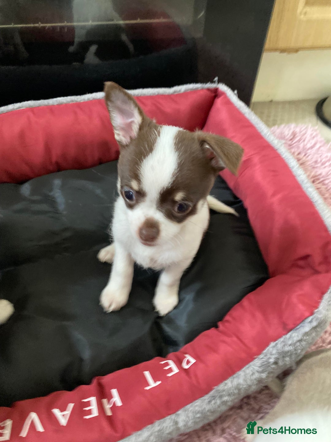 Chihuahua dogs for sale: Chihuahua Puppies For Sale - Advert 10