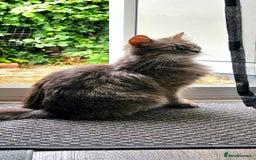 Mixed Breed cats for sale: ✨ Meet This Handsome Little Boy ✨ - Advert 6