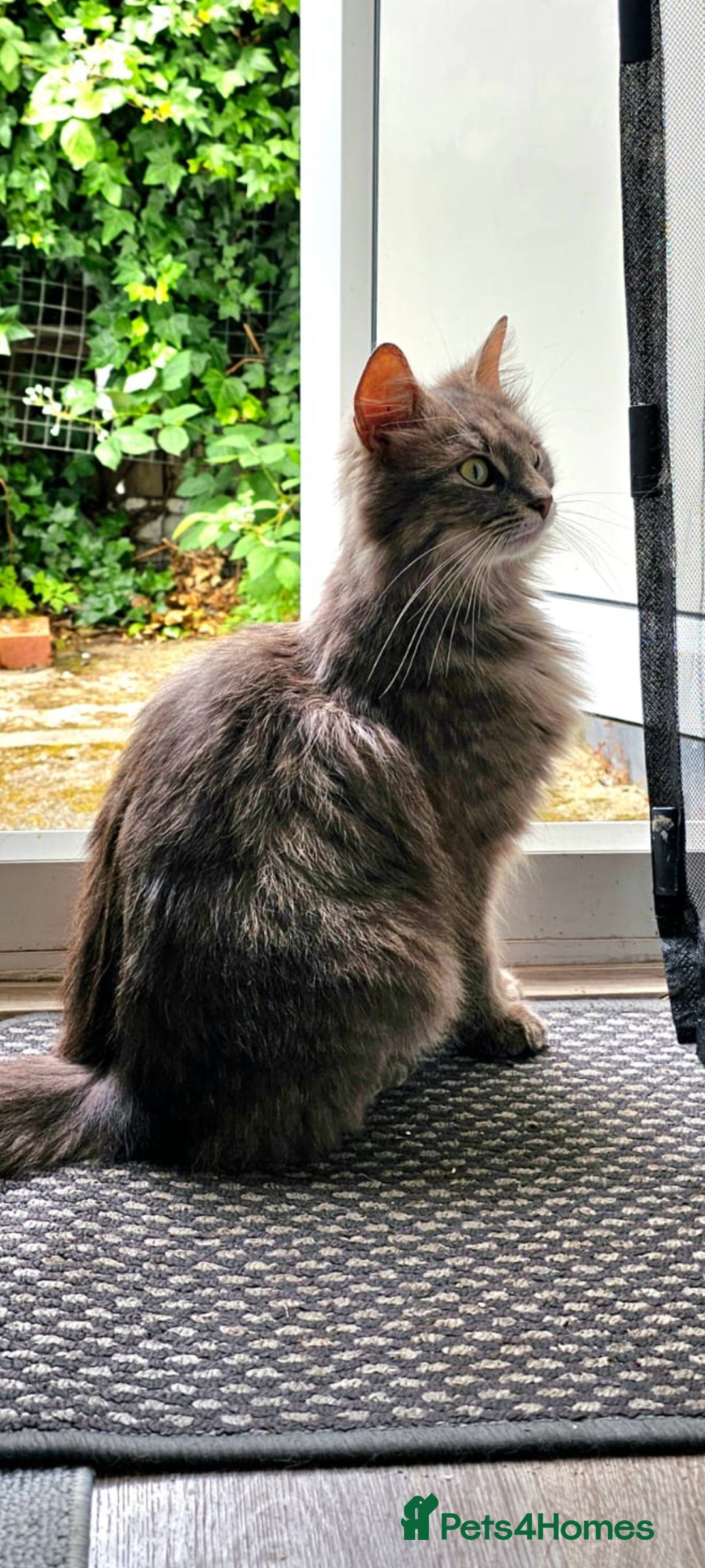 Mixed Breed cats for sale: ✨ Meet This Handsome Little Boy ✨ - Advert 6