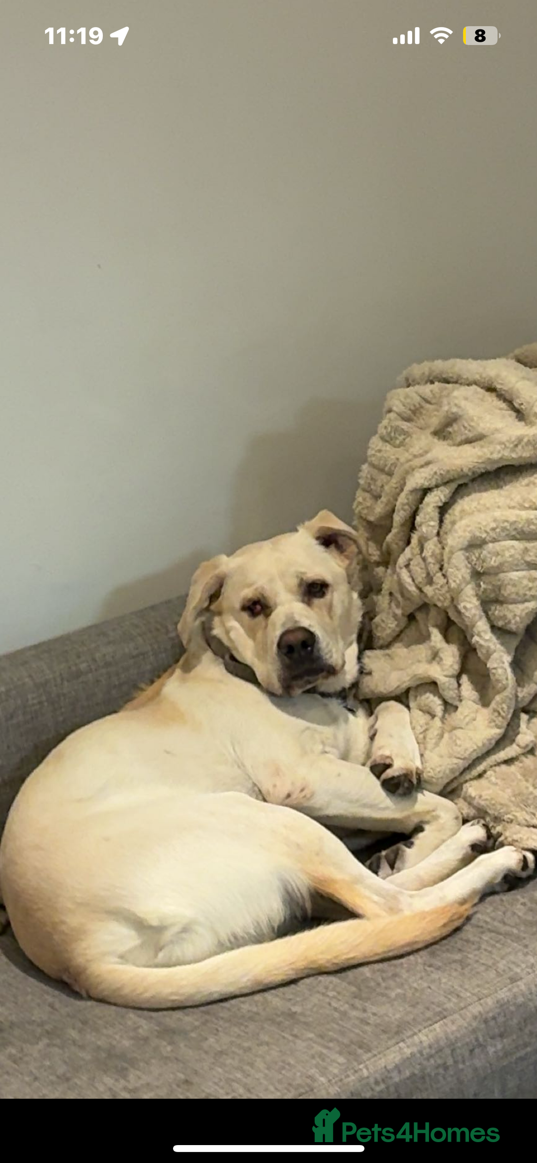 Mixed Breed dogs for sale: Marley for sale - Advert 4