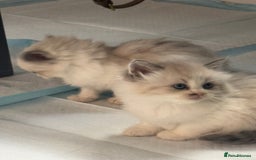 Siberian cats for sale: Ragdoll X Siberian kittens  - Image 3