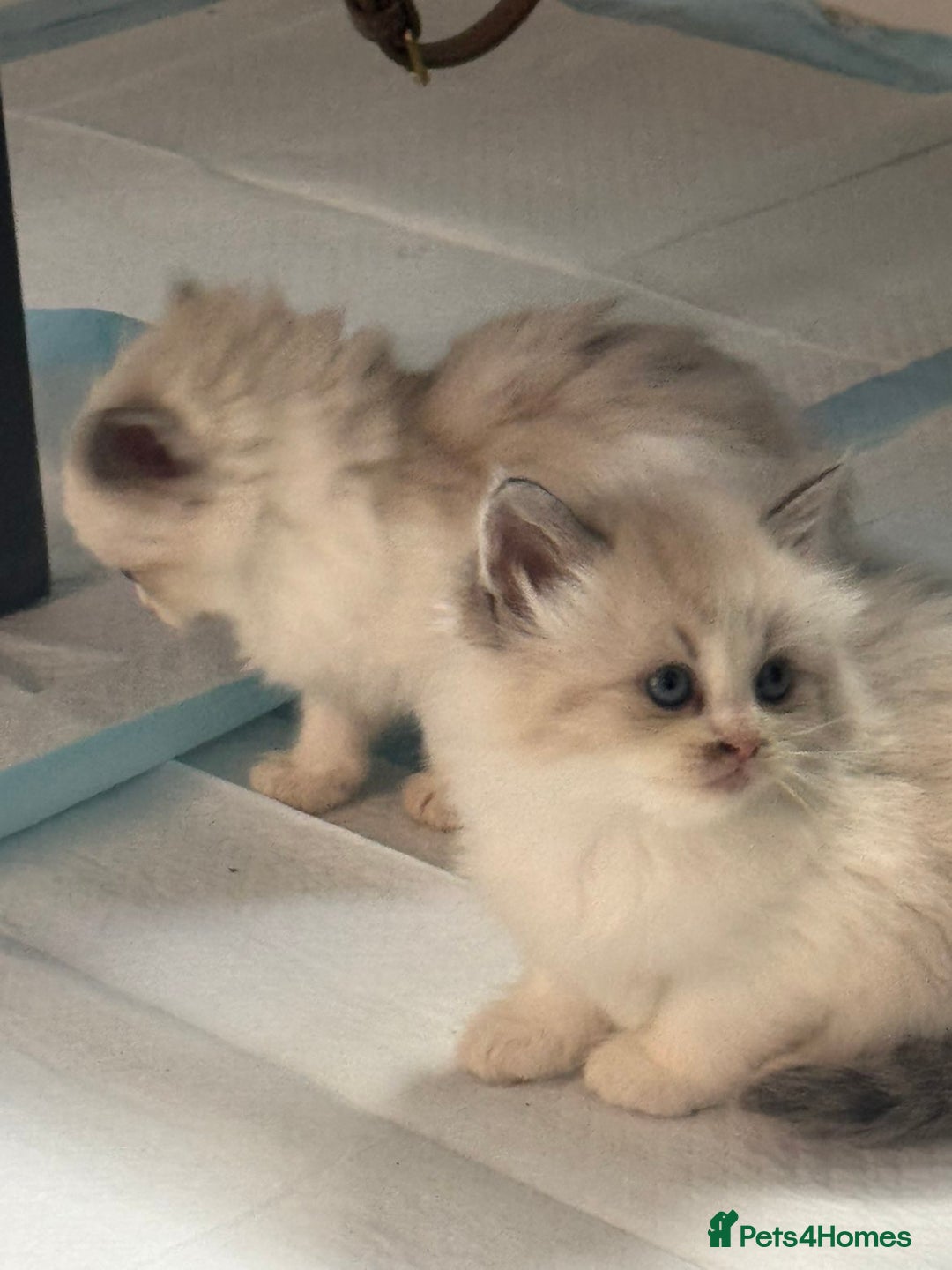 Siberian cats for sale: Ragdoll X Siberian kittens  - Image 3