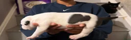 Staffordshire Bull Terrier dogs for sale: Beautiful long legged Staff Litter - Advert 8