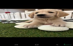 Golden Retriever dogs for sale: Beautiful Golden Retriever Puppies - Image 19