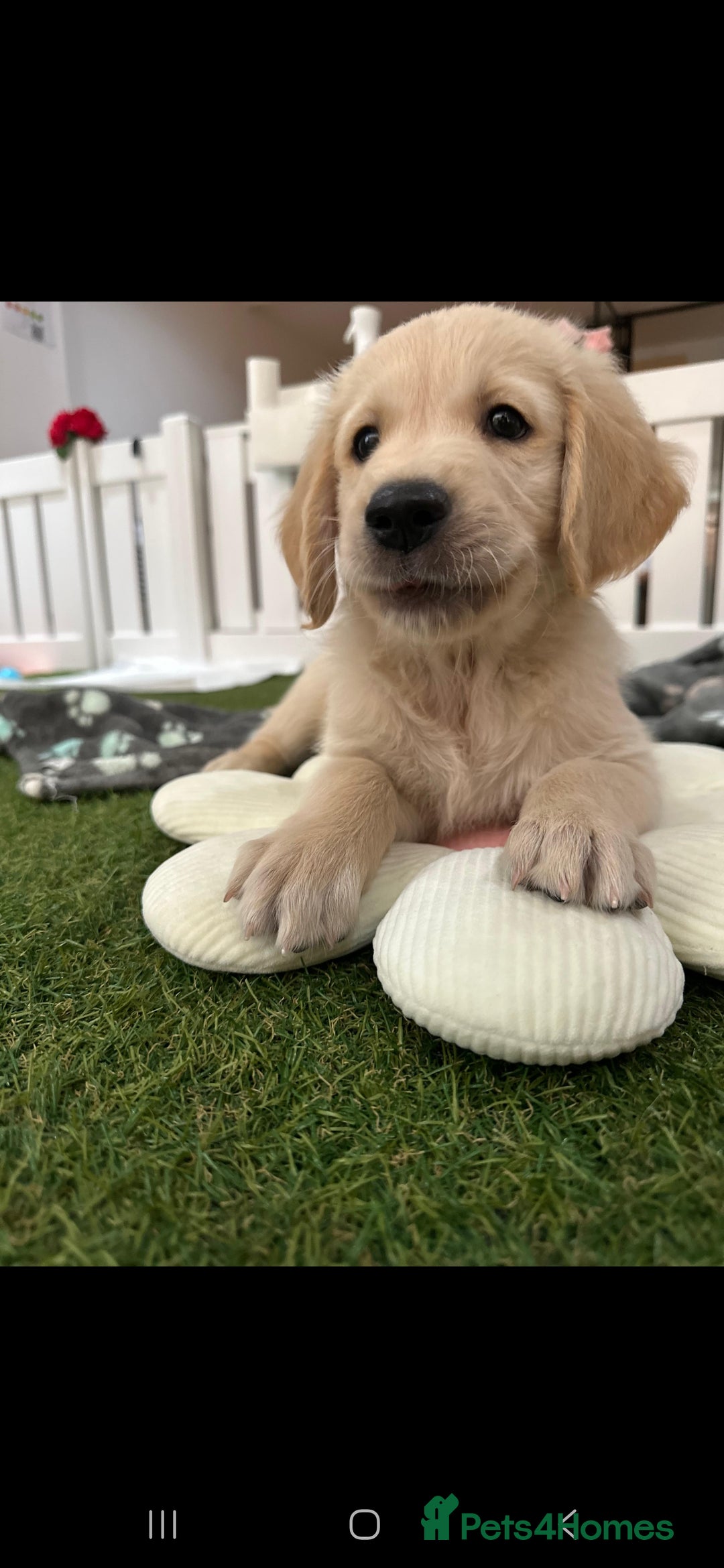 Golden Retriever dogs for sale: Beautiful Golden Retriever Puppies - Image 19