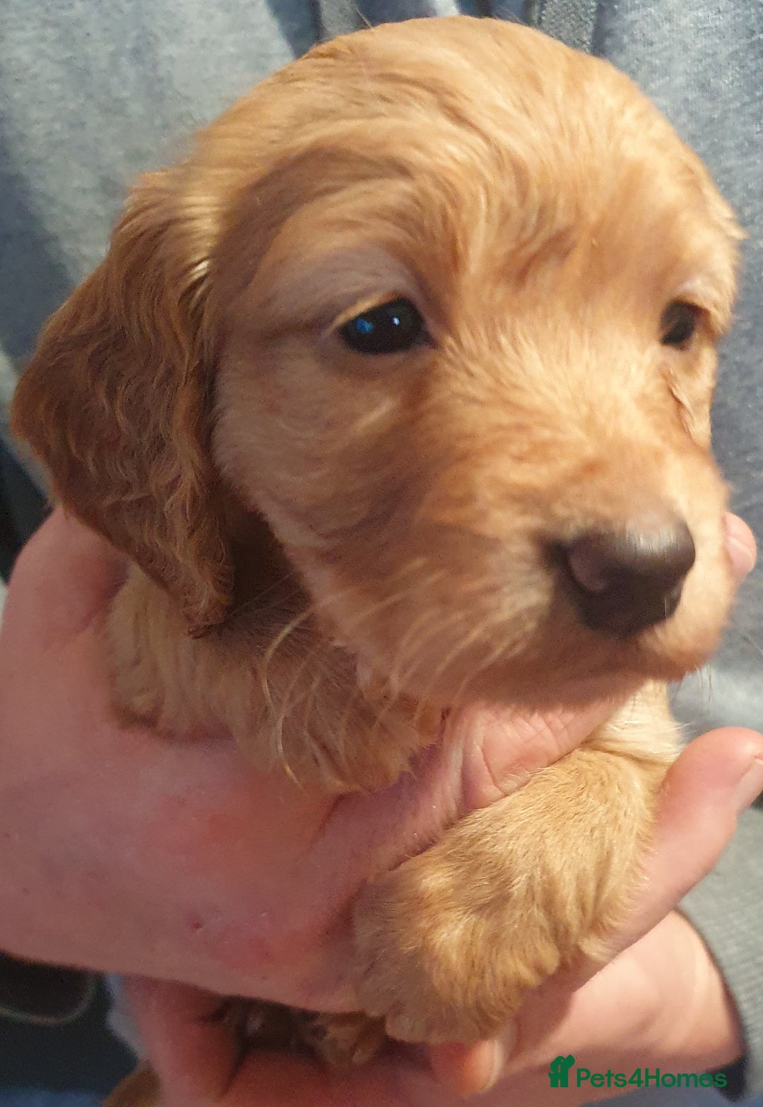 Cocker Spaniel dogs for sale: KC Registered Working Cocker Spaniel  - Advert 14