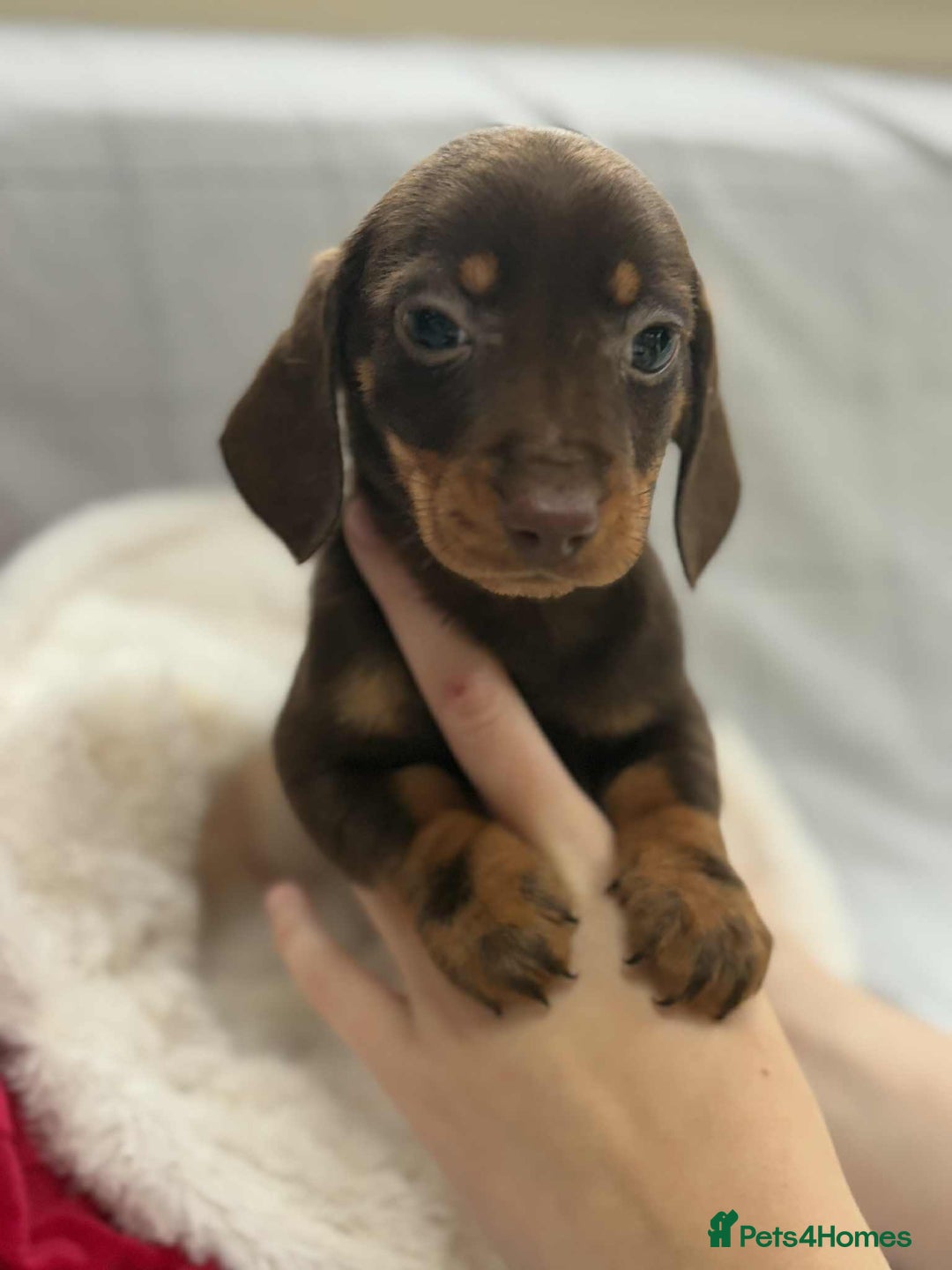 Miniature Dachshund dogs for sale: Miniature Dachshunds  - Image 7