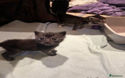 Mixed Breed cats for sale: Mixed Breed Kittens 🐈‍⬛ 🐾  - Image 7