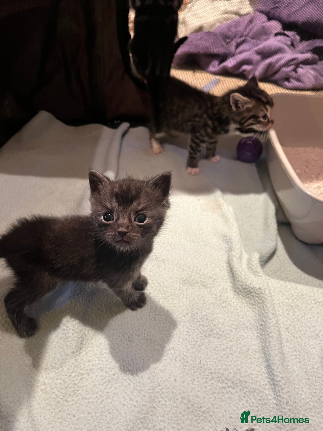 Mixed Breed cats for sale: Mixed Breed Kittens 🐈‍⬛ 🐾  - Image 7