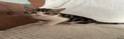 Mixed Breed cats for sale: Cute mixed kittens calico  - Advert 9