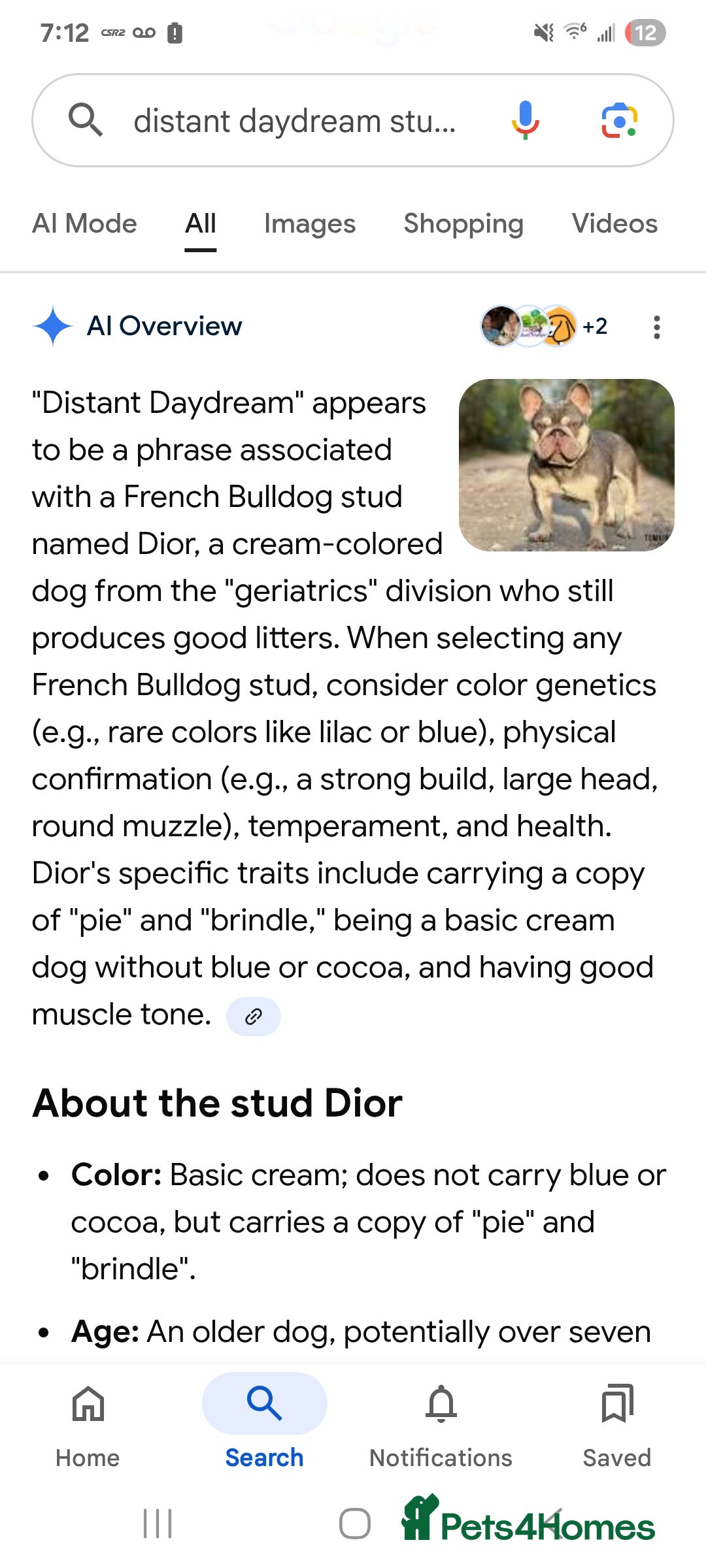 French Bulldog dogs for sale: Last girl top right still avaliable  - Advert 4