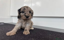 Cockapoo dogs for sale: F1 Cockapoos for sale  - Image 7