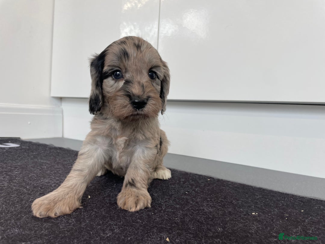 Cockapoo dogs for sale: F1 Cockapoos for sale  - Image 7