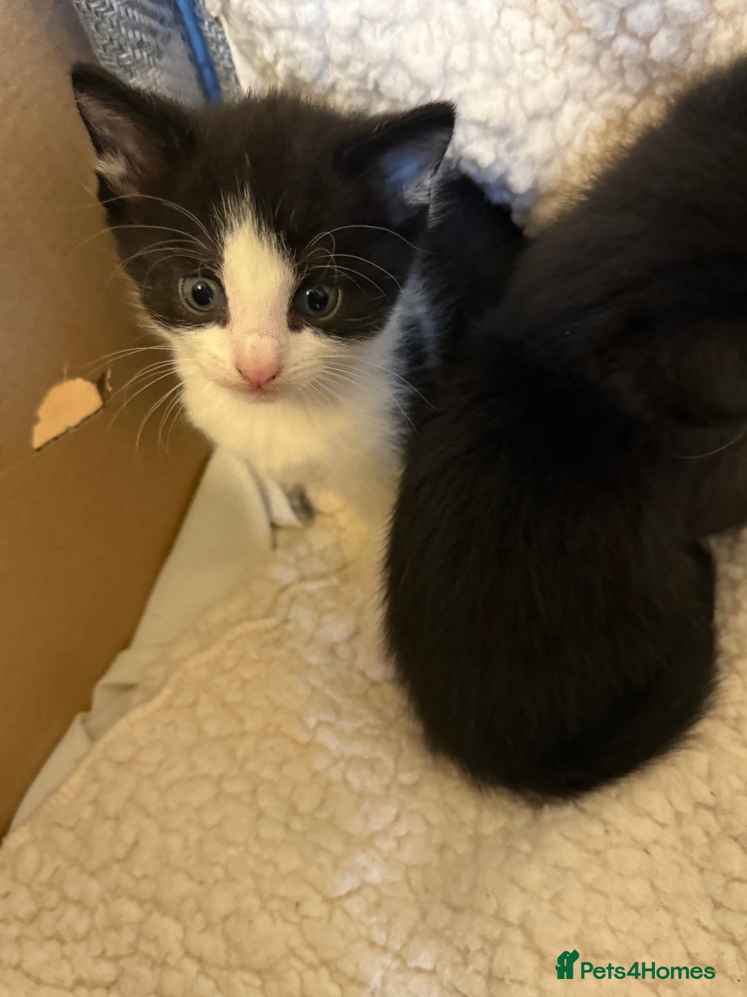 Domestic Shorthair cats for sale: Kittens for sale  - Advert 2