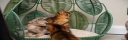 Abyssinian cats for sale: 6 Amazing Abyssinians, Extra Lovlely Personality - Advert 24