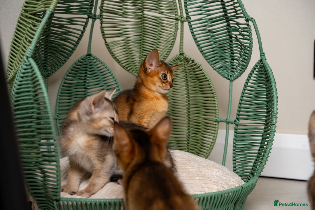 Abyssinian cats for sale: 6 Amazing Abyssinians, Extra Lovlely Personality - Advert 24