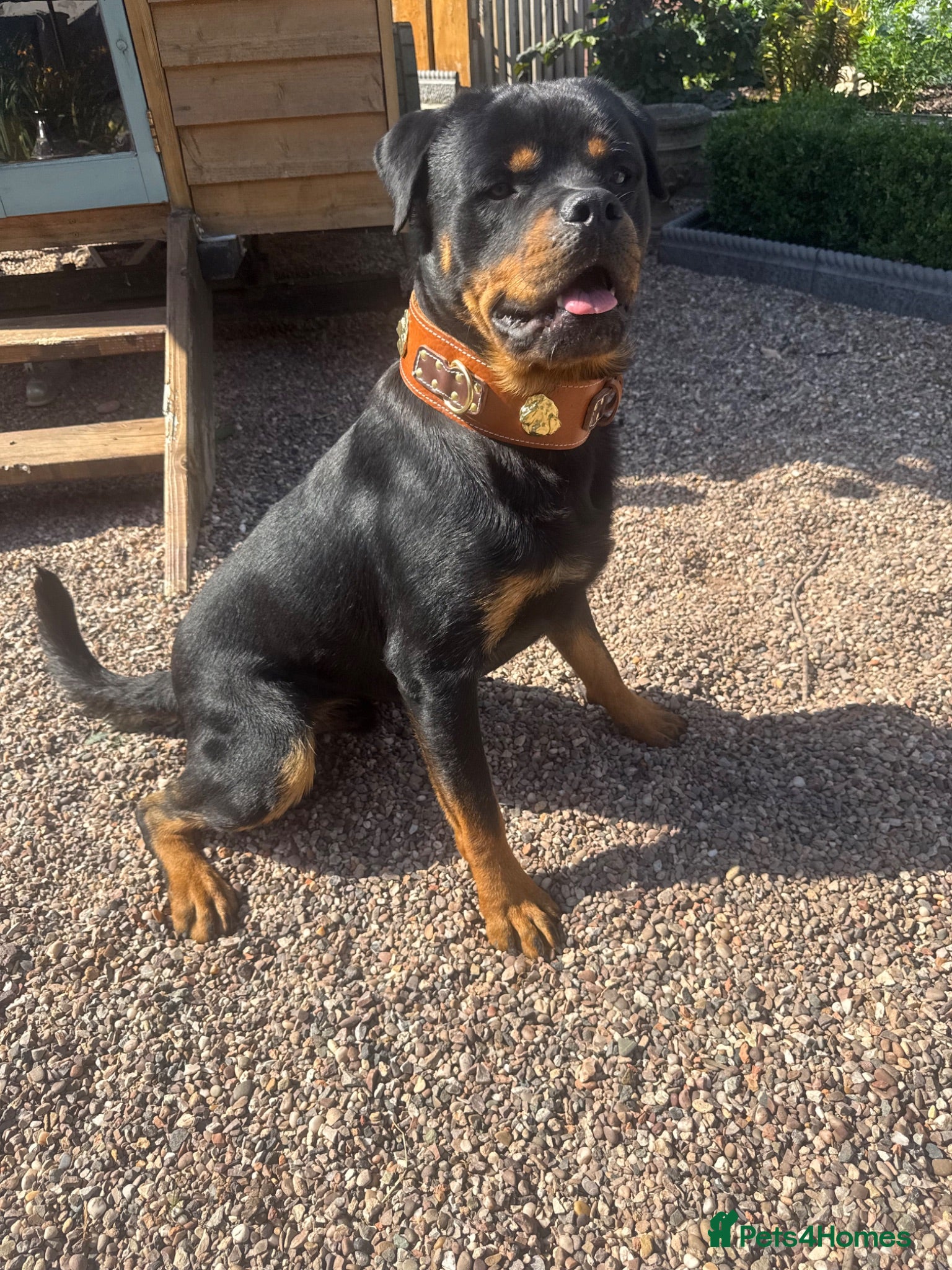 Rottweiler dogs 🎆FURY 🎆 - Advert 1