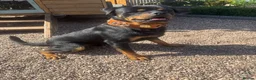 Rottweiler dogs for stud: 🎆FURY 🎆 in Shifnal - Advert 1