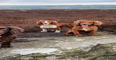 Cocker Spaniel dogs - Advert 7