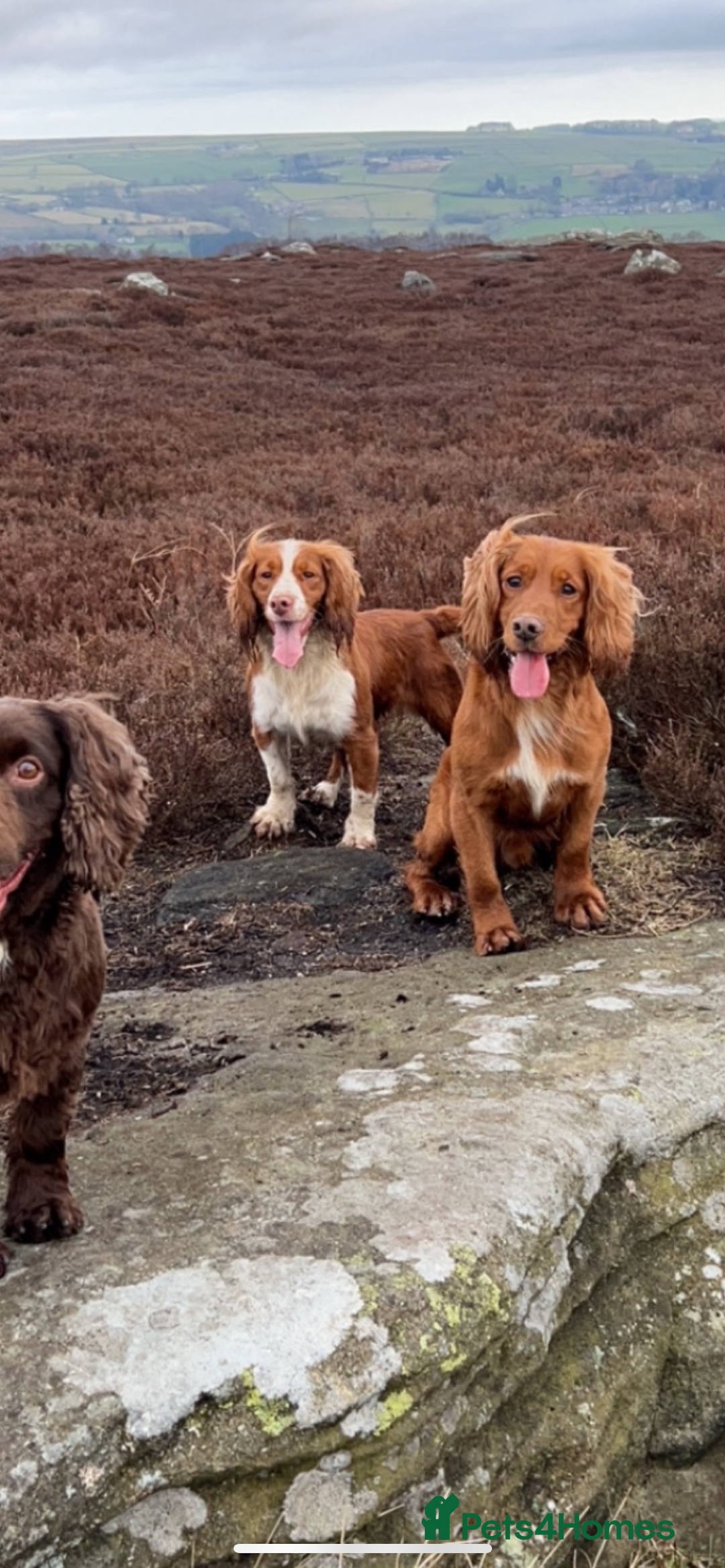 Cocker Spaniel dogs for sale: Top Quality Working Cocker Spaniels - Image 3