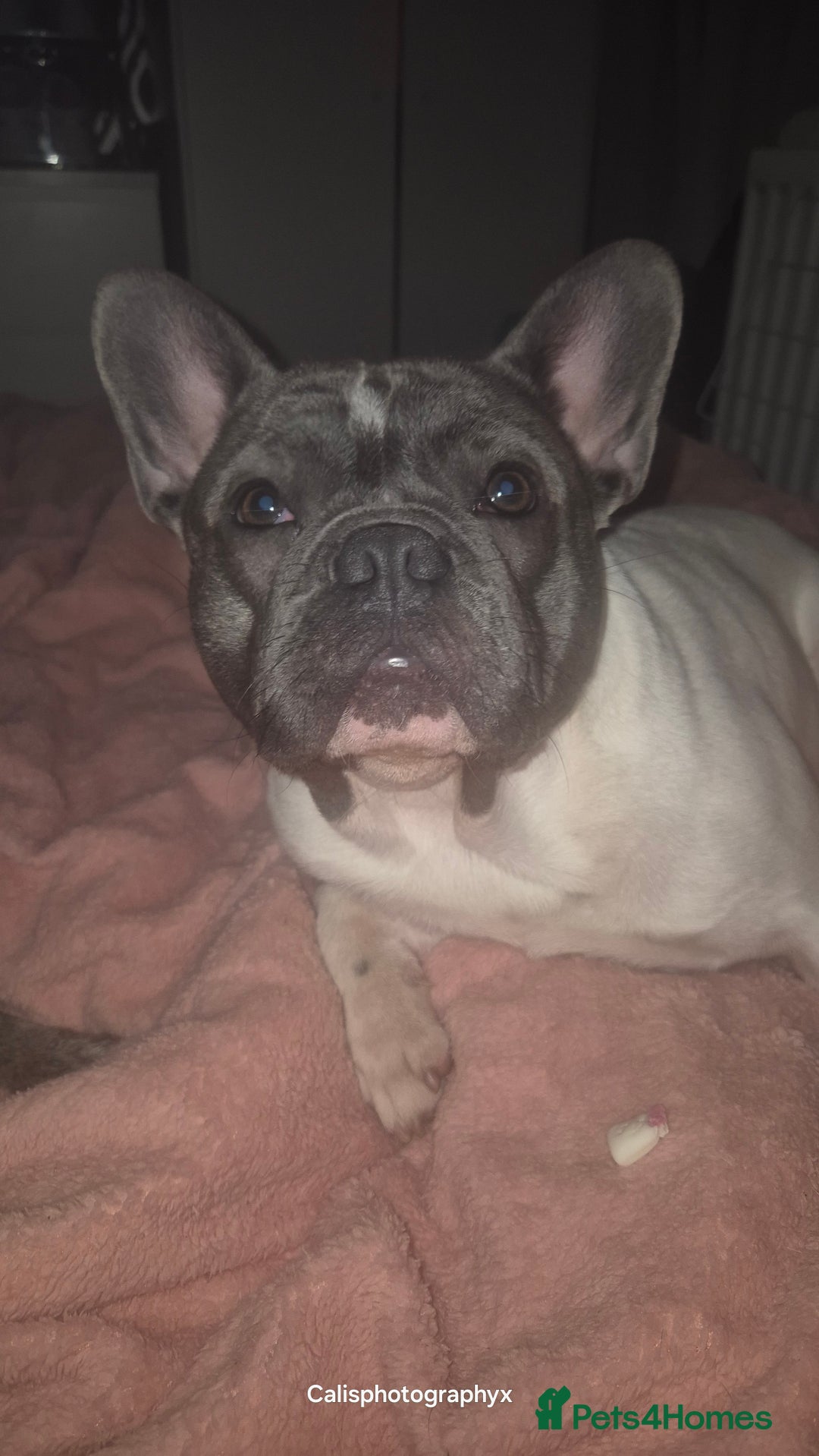 French Bulldog dogs for stud: Platinum pied French bulldog for stud - Advert 7