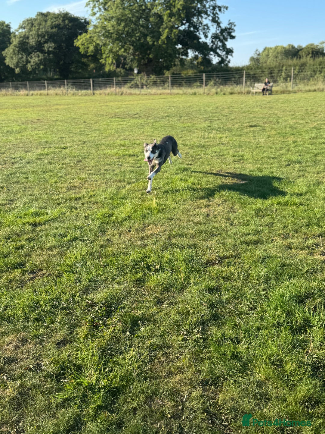 Mixed Breed dogs for sale: German shepherd cross border collie  - Advert 4