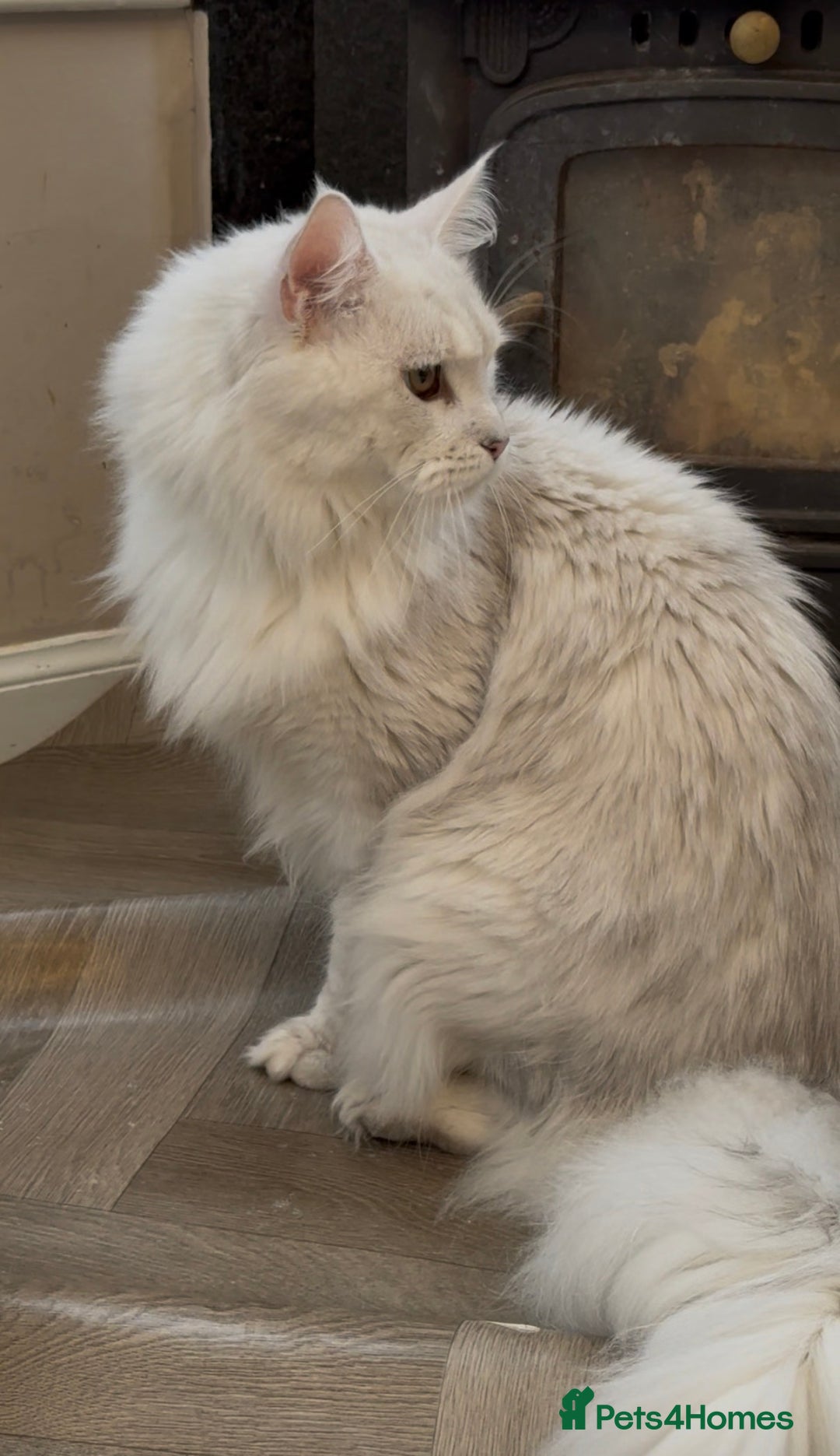 Maine Coon cats for stud: TICA Blue silver shaded stud  - Advert 7