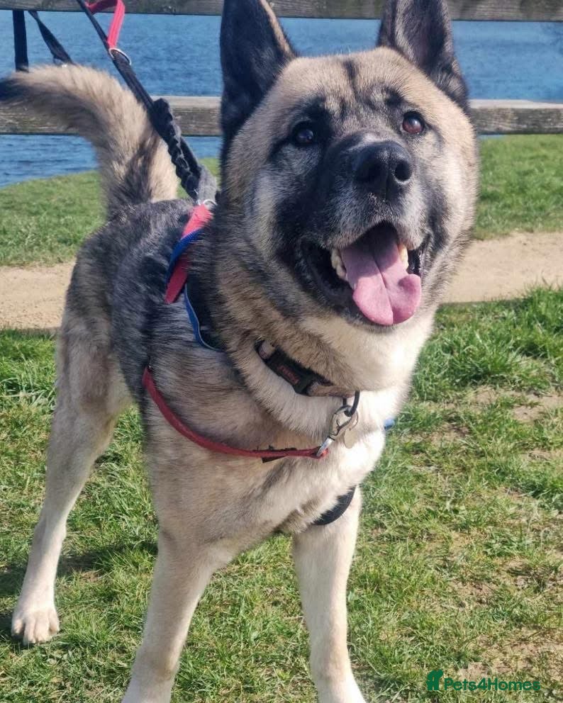 Mixed Breed dogs Bruce, gentle crossbreed in need of new home - Advert 5