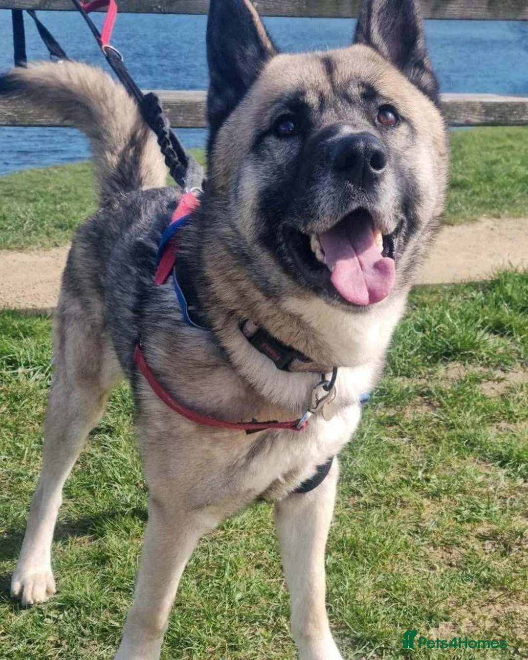 Mixed Breed dogs for adoption: Bruce, gentle crossbreed in need of new home - Advert 1