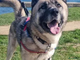 Mixed Breed dogs Bruce, gentle crossbreed in need of new home - Advert 1