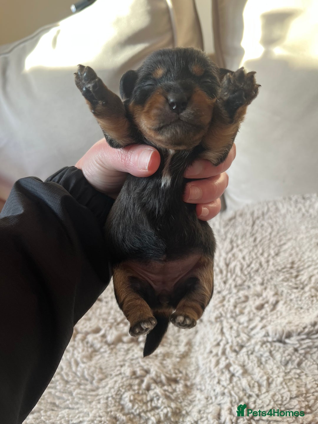 Jack Russell dogs for sale: Jack Russel puppies - Advert 7