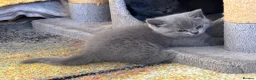 British Shorthair cats for sale: 3 stunning BSH Kittens available now  - Advert 4