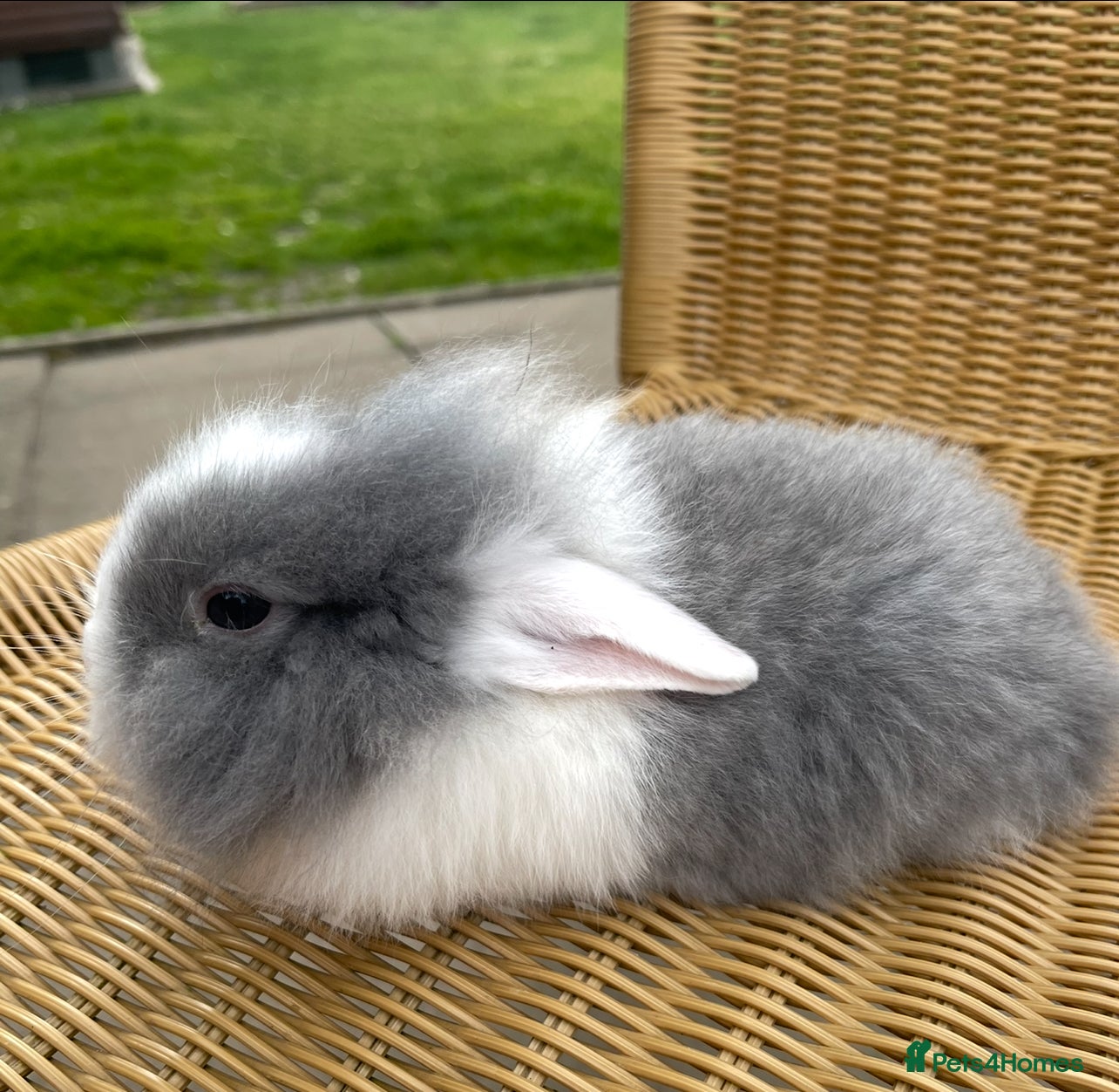 Lionhead rabbits Baby Lionhead bunnies ready to reserve ! - Advert 10