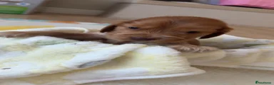 Cocker Spaniel 3