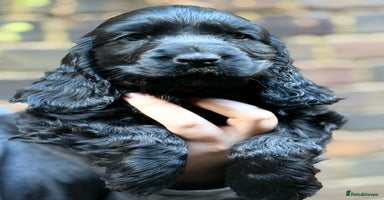Cocker Spaniel dogs - Advert 10