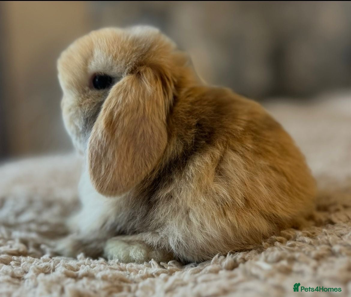 Mini Lop rabbits PEDIGREE MINI LOP BABIES READY TO RESERVE  - Advert 15