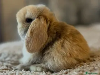 Mini Lop rabbits PEDIGREE MINI LOP BABIES READY TO RESERVE - Advert 15