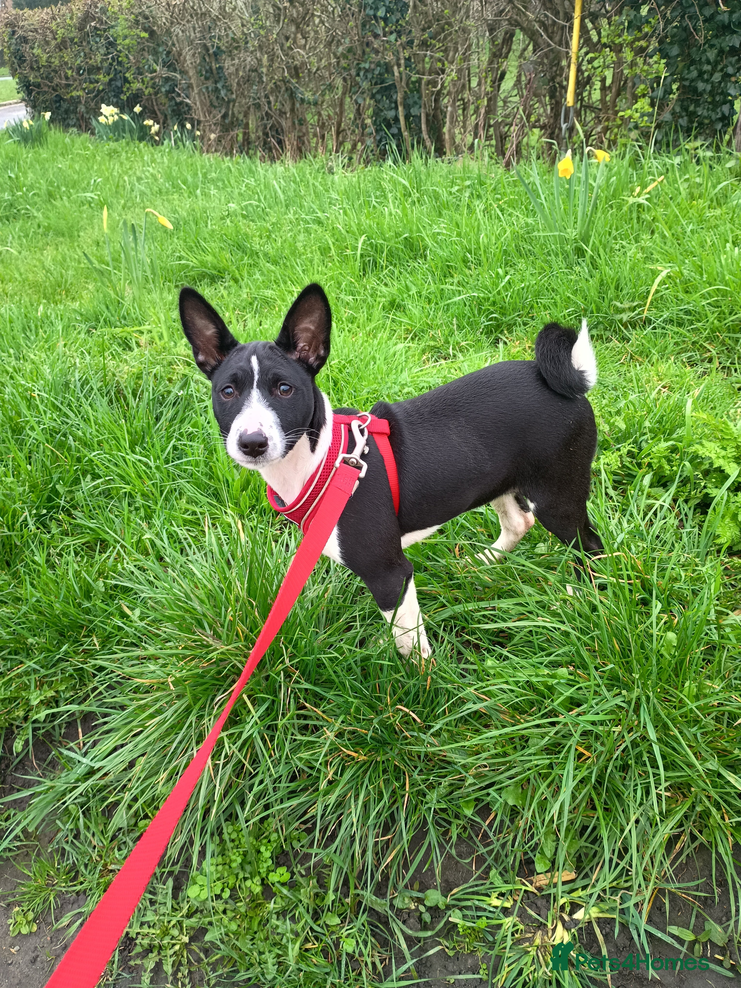 Basenji dogs Top quality lines pedigree Basenji pups.Ready now. - Advert 1